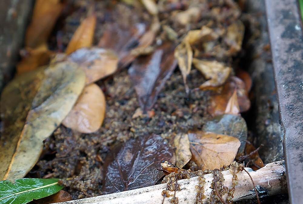 Clogged-Gutter-DSC09460